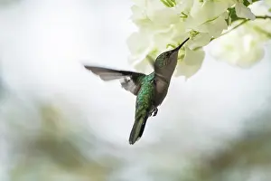 Antillean: Antillean Crested Hummingbird (Orthorhyncus cristatus)