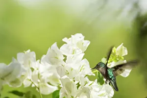 Antillean: Antillean Crested Hummingbird (Orthorhyncus cristatus)