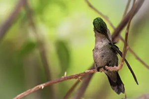 Cleanse: Antillean Crested Hummingbird (Orthorhyncus cristatus)