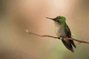 Antillean: Antillean Crested Hummingbird (Orthorhyncus cristatus)