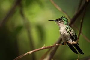 Antillean: Antillean Crested Hummingbird (Orthorhyncus cristatus)