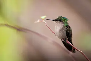 Antillean: Antillean Crested Hummingbird (Orthorhyncus cristatus)