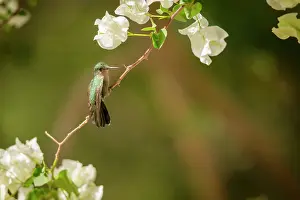 Antillean: Antillean Crested Hummingbird (Orthorhyncus cristatus)