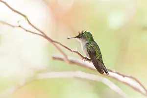 Antillean: Antillean Crested Hummingbird (Orthorhyncus cristatus)