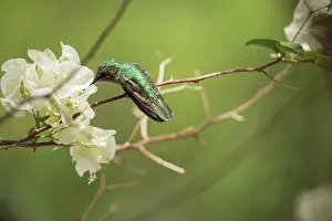 Antillean: Antillean Crested Hummingbird (Orthorhyncus cristatus)