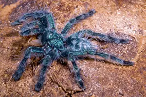 Urticating: Antilles Pinktoe Tarantula