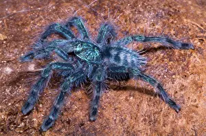 Urticating: Antilles Pinktoe Tarantula