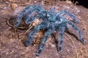 Urticating: Antilles Pinktoe Tarantula