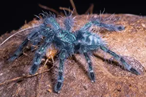 Urticating: Antilles Pinktoe Tarantula