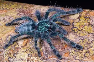 Urticating: Antilles Pinktoe Tarantula