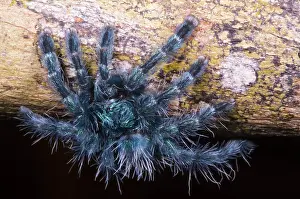 Urticating: Antilles Pinktoe Tarantula