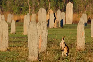 Magnetic: Antilopine Wallaroo - adult Antilopine Wallaroo