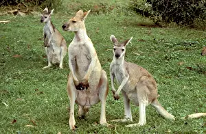 Wallaroo: Antilopine wallaroo (Macropus antilopinus) juveniles