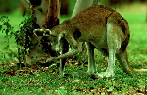 Wallaroo: Antilopine wallaroo (Macropus antilopinus) Thermoregulation: