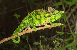 Adaption: Antimena chameleon (Furcifer antimena), male, on