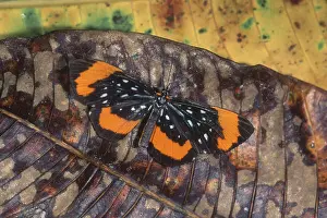 Nymphalid: Antiochus Longwing