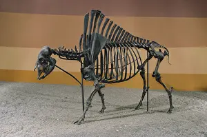 Brea: Antique Bison