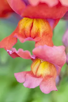 Snapdragon: Antirrhinum Flowers, Norfolk UK
