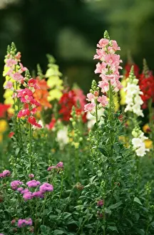 Antirrhinum: ANTIRRHINUMS