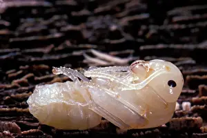 Camponotus: AntIs Nymph