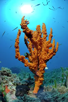 Poriferas: Antler Sponge