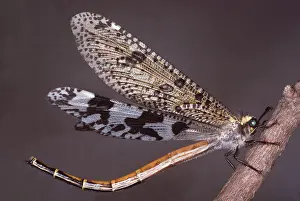 Antlion: ANTLION - ADULT