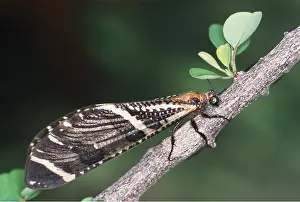 Peter Steyn: ANTLION - ADULT
