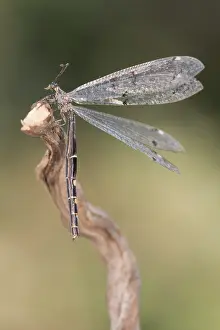 Neuroptera: The Antlion (Distoleon tetragrammicus) resting on