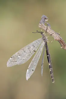 Neuroptera: The Antlion (Distoleon tetragrammicus) resting on
