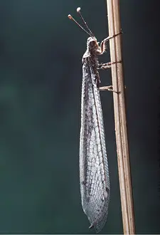 Pascal Goetgheluck: ANTLION (FLY) - ADULT ON STICK