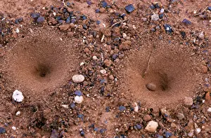 Pits: Antlion Lacewing Pits
