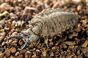 Lacewings: Antlion larva - close-up