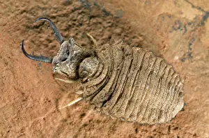 Lacewings: Antlion larva - close-up