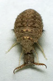 Antlion: Antlion larva on a paper sheet