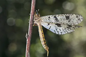 Neuroptera: The Antlion (Palpares libelluloides) resting