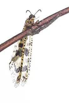 Neuroptera: The Antlion (Palpares libelluloides) resting