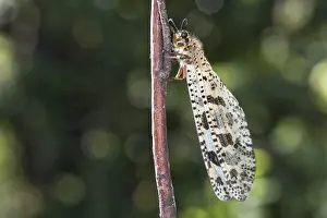 Neuroptera: The Antlion (Palpares libelluloides) resting