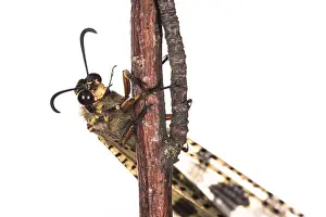 Neuroptera: The Antlion (Palpares libelluloides) resting