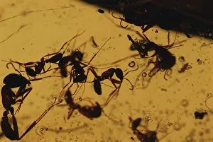 Miocene: Ants in Amber