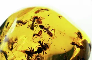 Resin: Ants in Amber