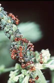 Ants: ANTS ON APHIDS
