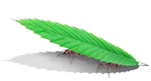 Cutter: Ants - carrying leaf