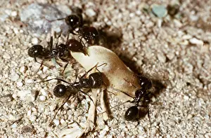 Operation: ANTS - Co-operating together to bring vegetation to nest