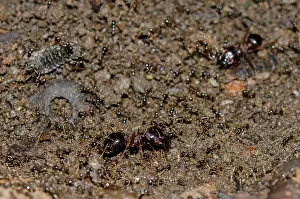 Ants: Ants with extreme size dimorphism between castes