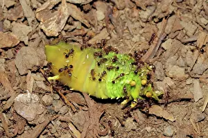 Hymenopteran: Ants Feeding