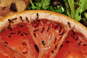 Compost: Ants Feeding on Grapefruit