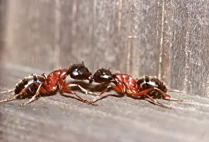 Ants: ANTS - FIGHTING