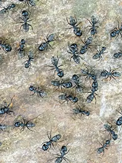Formicidae: Ants (Formicidae), Serres, Greece, Europe
