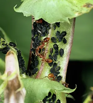 Tending: Ants Guarding Aphids