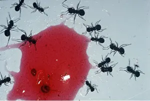 Ants: ANTS - WITH JAM